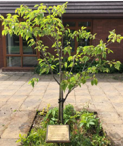 bush planted in 2014 by the then Hereford Liberal Jewish Community in memory of Anne Frank